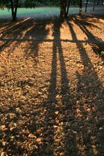 drop fall and the shadow of himself at the end of summer / ***