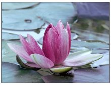 lily / ***
