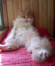 Well, the heat! / ***