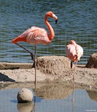 Changing of the guard in the realm of the pink birds ... / ***