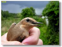 A bird in the hand / ***