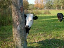 Who is not hidden, I do not blame ... / ***
