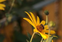 bee / ***
