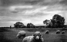 rams story.... / ***