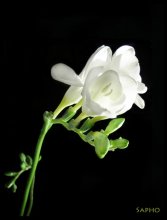 night freesia / ***