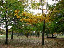 Autumn / ***