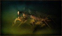 Hazar Battle Mantis in den Angriff. Tapisserie / ***