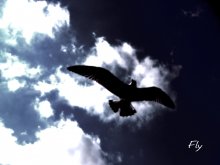 Flight / ***