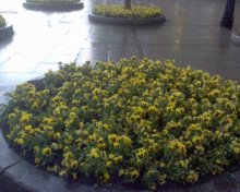 Regen / ***