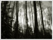 Forest / ***
