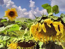 Sunflowers / ***