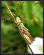 Über Grasshopper / ***