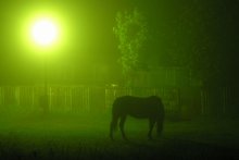 green mist / ***