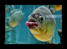 Fighting breeds / ***