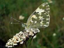 Butterfly / ***