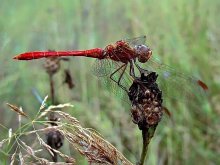 dragonfly / ***