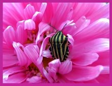 pink dream / ***