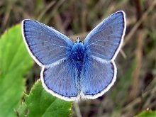 Butterfly / ***
