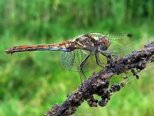 dragonfly / ***