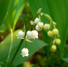 Geschmack des Sommers / ***
