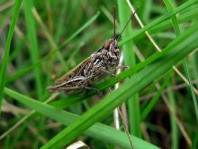 grasshopper / ***