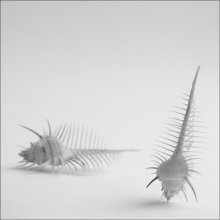 still life / ***
