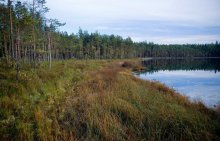 Forest Lake / ***