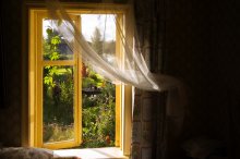 Window in the summer / ***