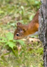And where the nut? / ***