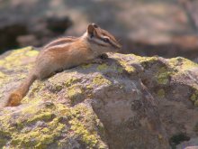 Chipmunk / ***