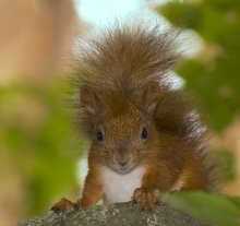 Here are a creature I / ***