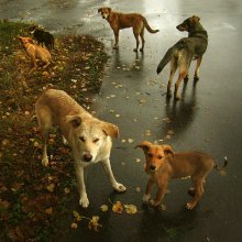 Family Portrait / ***