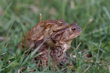 .... a small priboldel / ...