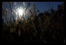 Midsummer / ***