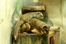 Veranstaltung im Zoo / ***