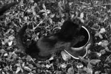 The Cat and the kettle / ***