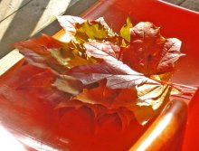 Autumn / ***