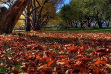 Autumn / ***