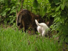 Who's there? / ***