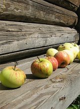 harvest / ***