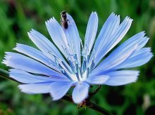 on a flower / ***