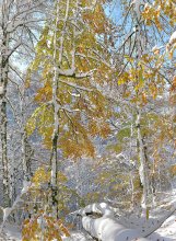 Meeting autumn to winter. / ***