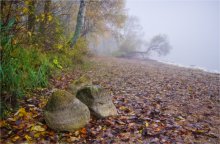 Foggy Morning / .....