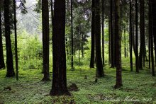 Forest / ***