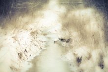 Stream in the protected forest. / ***