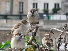 The hosts of the Paris streets / ***