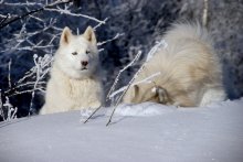 Meisterklasse myshkovaniyu! / ***