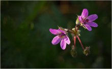 color of autumn / ***