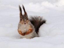 Über Eichhörnchen / ***