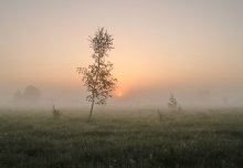 Foggy morning / ***